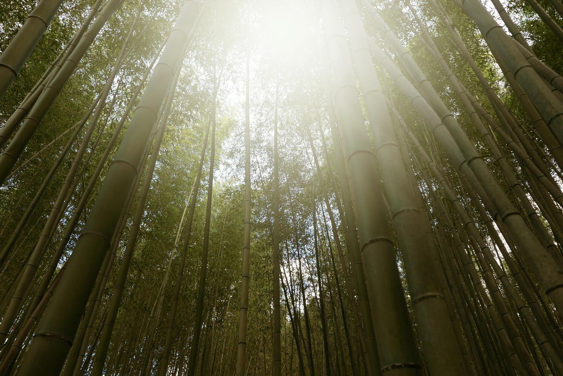 Am Rande der Stadt erreichen wir bequem mit dem Zug den Bambuswald.