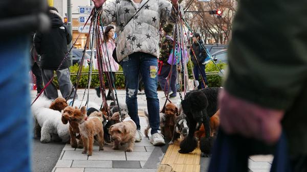 Extrovertiert sind viele Menschen in Tokio - wie dieser Hundehalter.