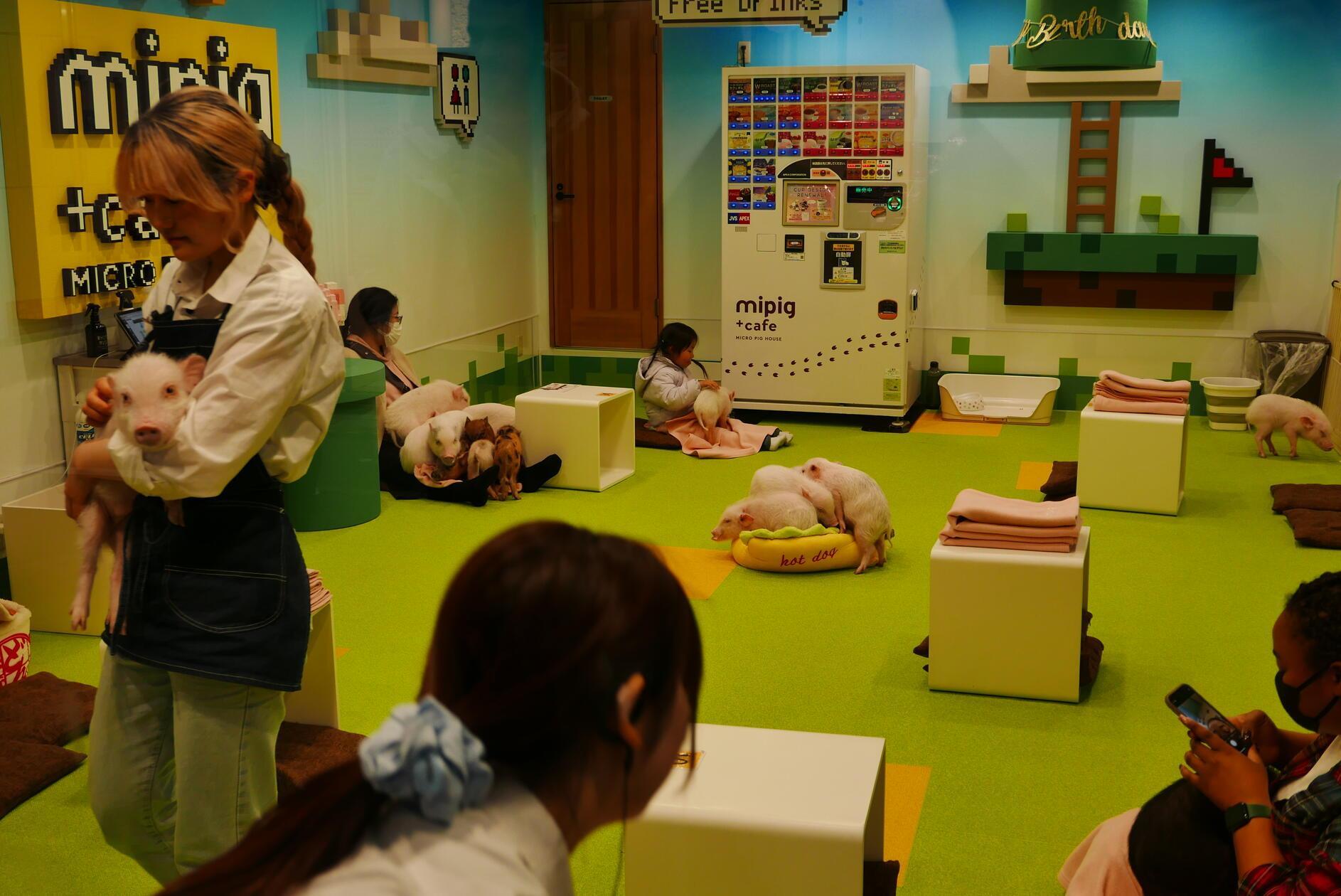 Und in der Nähe dürfen Japaner gegen Geld in einem Schweinecafé Ferkel streicheln.