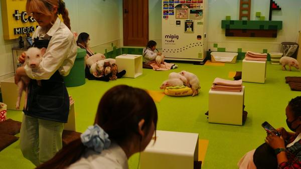 Und in der Nähe dürfen Japaner gegen Geld in einem Schweinecafé Ferkel streicheln.