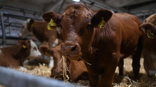 Europas größter Viehmarkt startet. Mit dem Galli-V