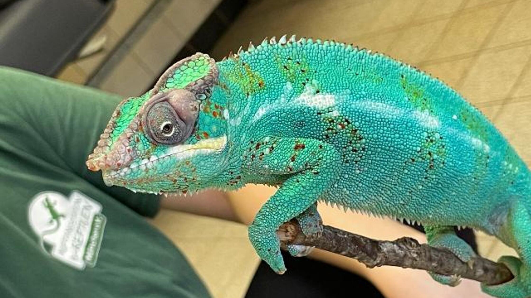 Kurioser Vorfall in Bayern: Passant rettet Panthercham&auml;leon Lucifer von Wertstoffhof