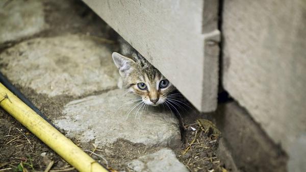 Bildnummer: 59637962 Datum: 25.06.2009 Copyright