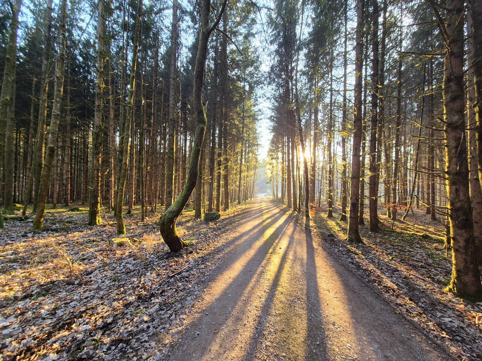 Die Sonne spitzt durch die Bäume.