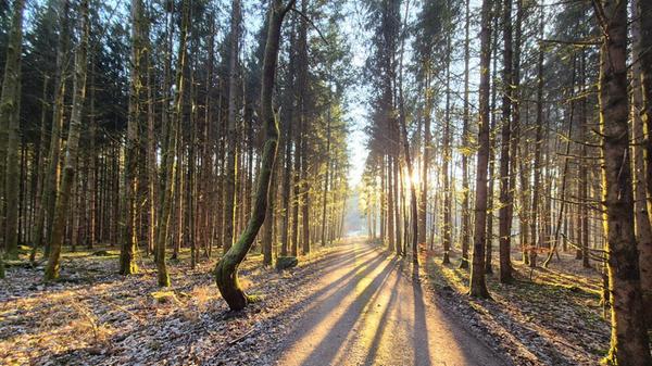 Die Sonne spitzt durch die Bäume.