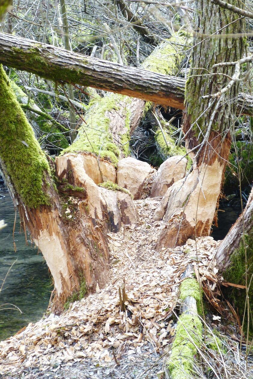 Biberarbeit an der Griesmühle.