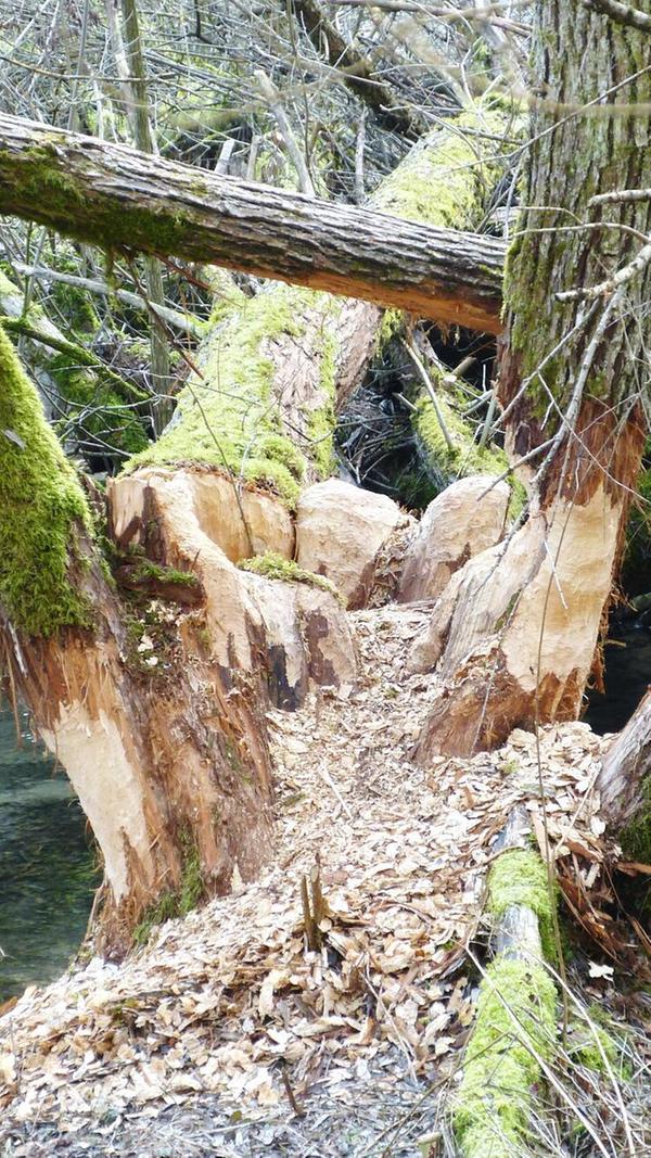 Biberarbeit an der Griesmühle.