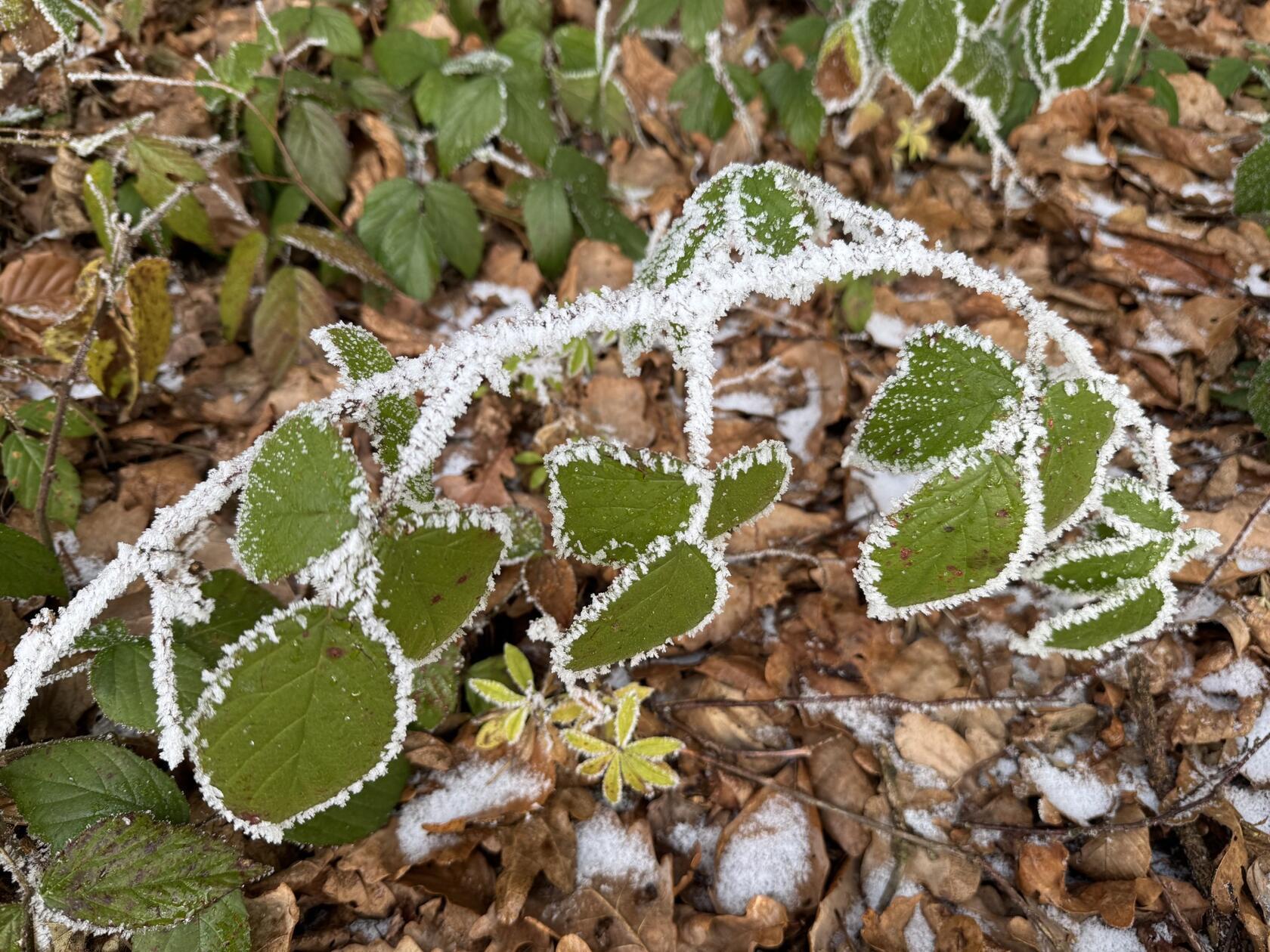 Frostig eingerahmt. Entdeckt am Großviehberg.