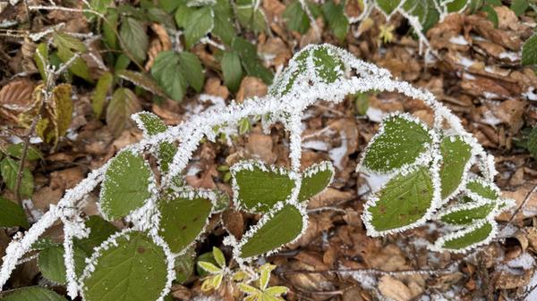 Frostig eingerahmt. Entdeckt am Großviehberg.
