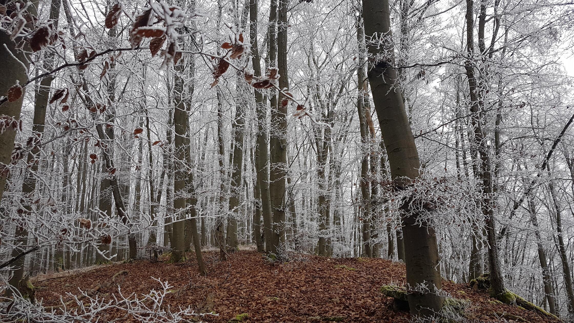 Frost auf dem Deckersberg bei Happurg.