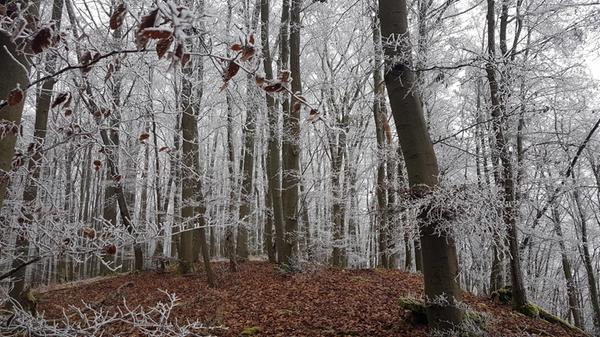 Frost auf dem Deckersberg bei Happurg.