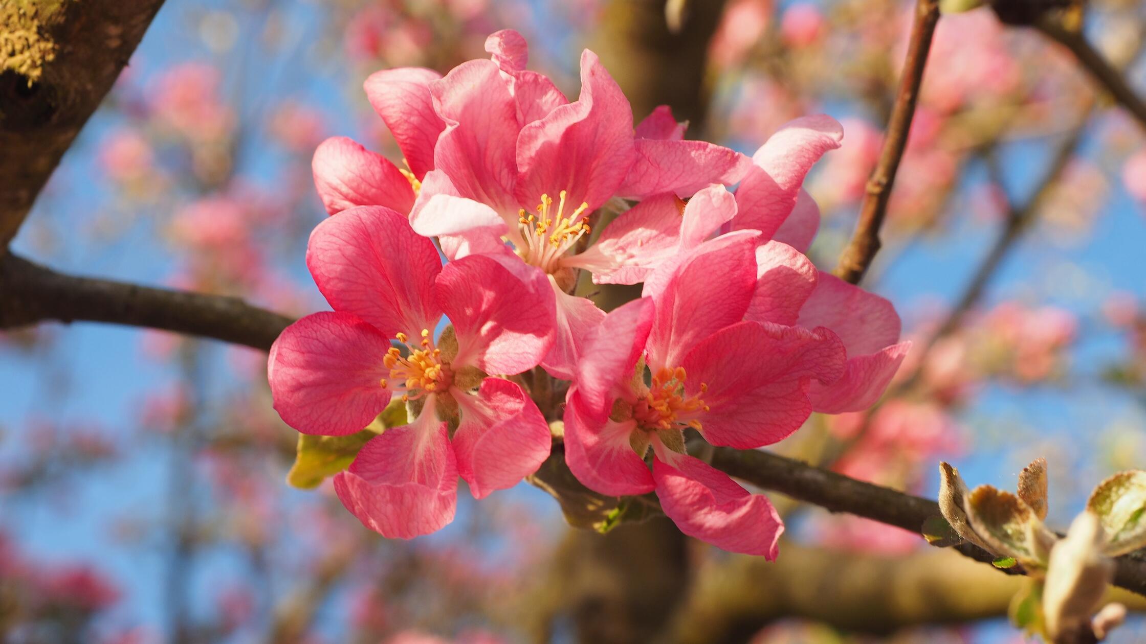 Dieser Wildappfel ist aus dem Altai-Gebirge und st
