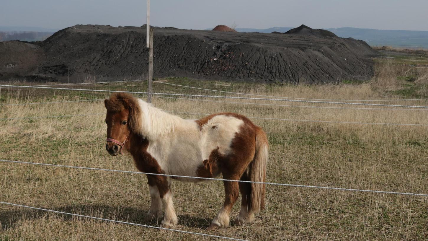 Ein Pony (Symbolbild) starb auf der B8 nahe Neustadt/Aisch. Ein Pony (Symbolbild) starb auf der B8 nahe Neustadt/Aisch.