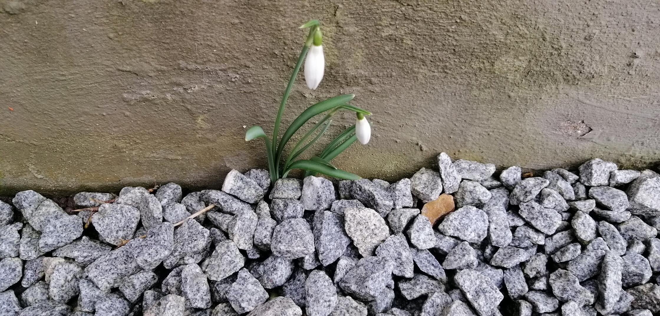 Dieses Schneeglöckchen hat unsere Leserfotografin Claudia Ehrke entdeckt.