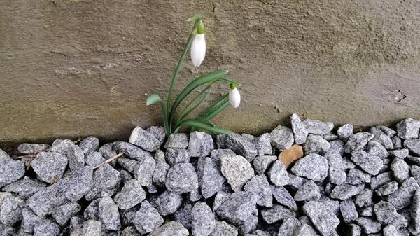 Dieses Schneeglöckchen hat unsere Leserfotografin Claudia Ehrke entdeckt.