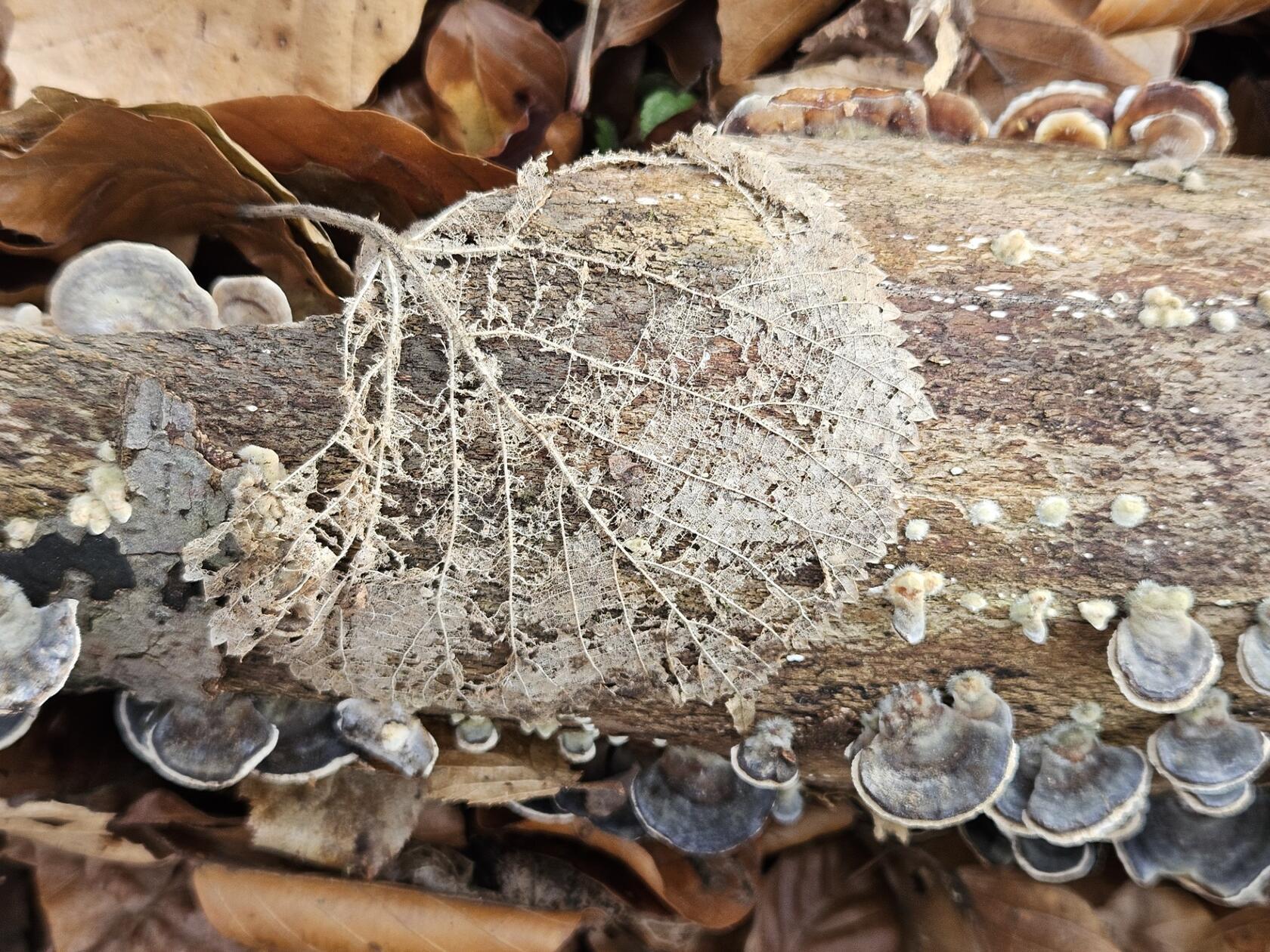 "Im Wald..." betitelt unsere Leserfotografin ihr Foto.