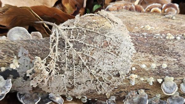 "Im Wald..." betitelt unsere Leserfotografin ihr Foto.