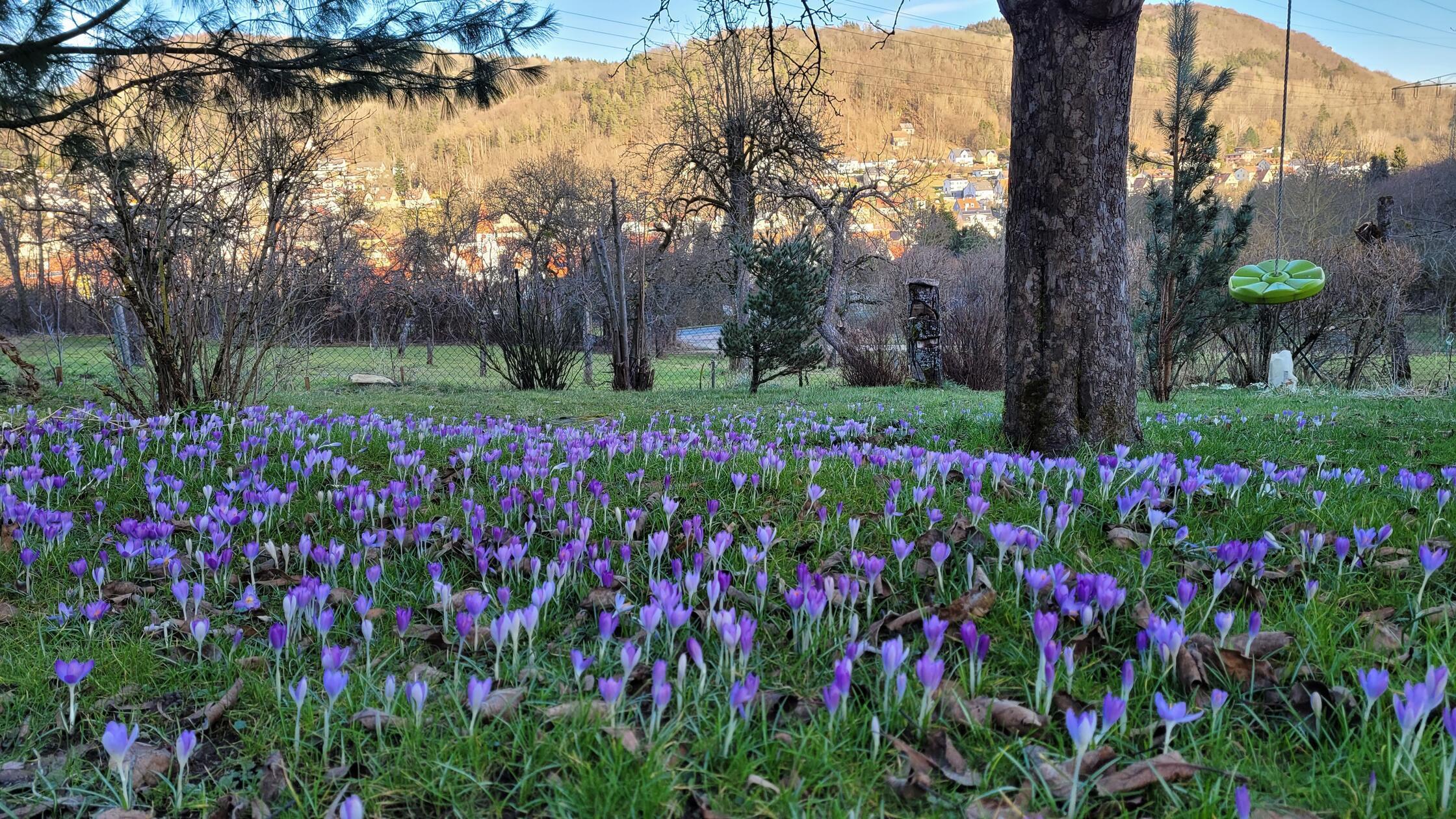 Der Frühling ist nicht mehr weit: Krokusse bei Happurg.