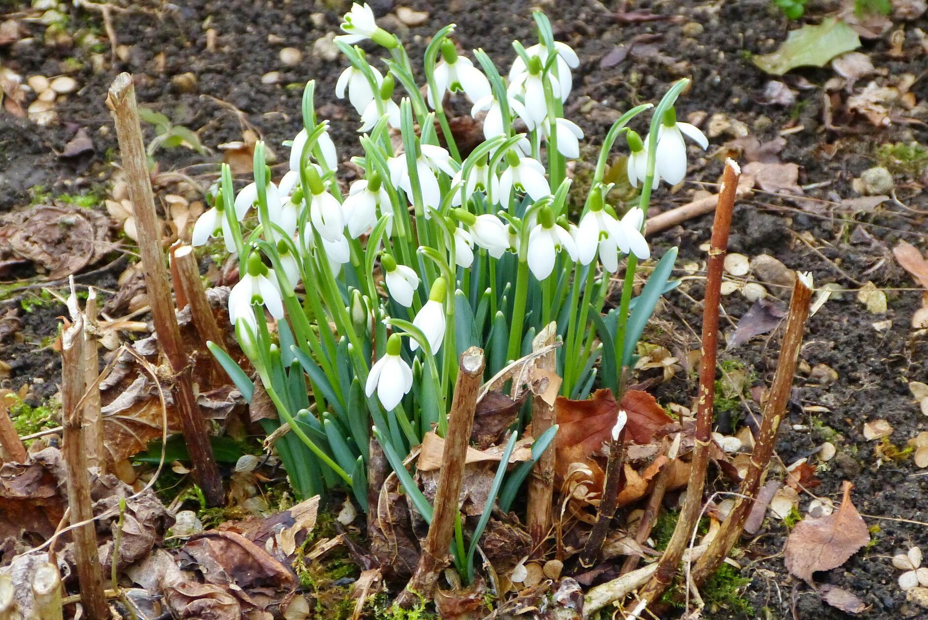 Erste Frühlingsboten: Diese Schneeglöckchen hat unser Leserfotograf Manfred Pittroff entdeckt.