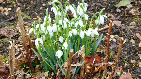 Erste Frühlingsboten: Diese Schneeglöckchen hat unser Leserfotograf Manfred Pittroff entdeckt.