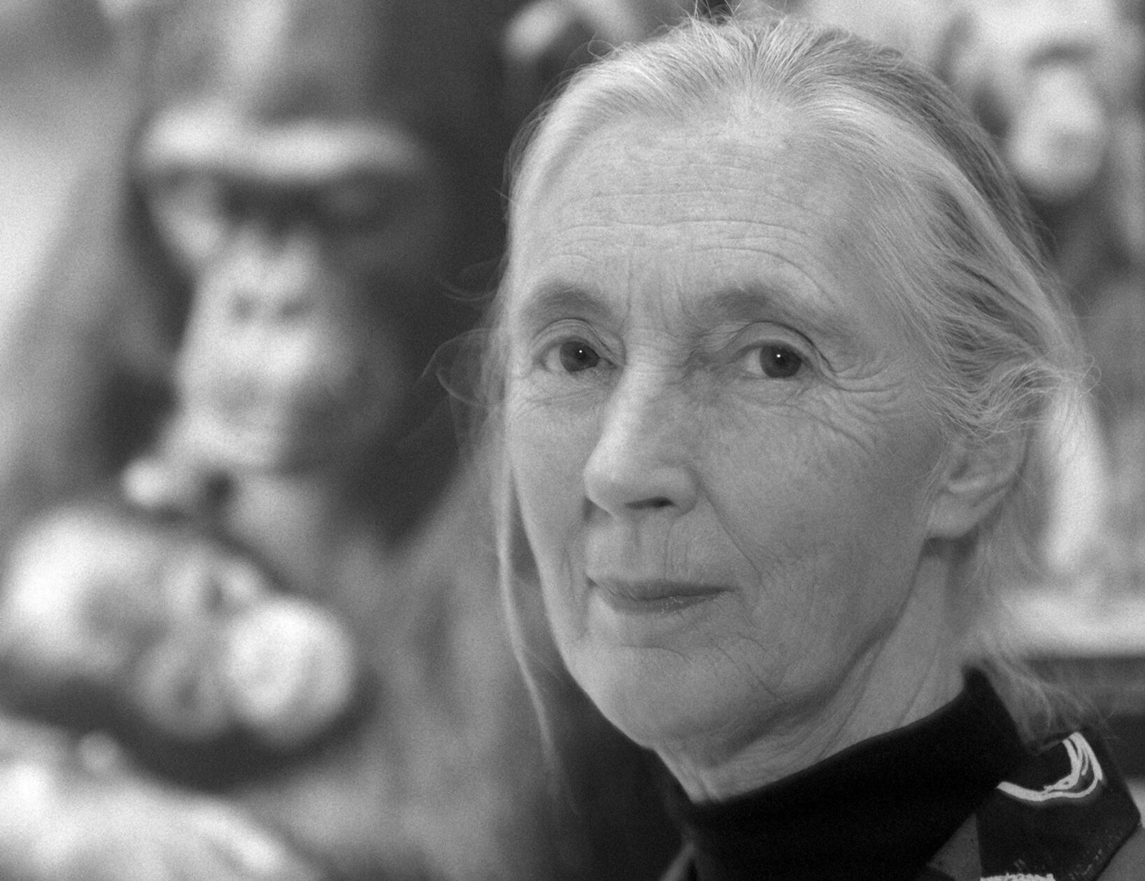 Die britische Schimpansen-Forscherin und Umwelt-Aktivistin Jane Goodall starb am 01.10.2025 im Alter von 91 Jahren. Mit ihren jahrzehntelangen Beobachtungen von Menschenaffen im afrikanischen Dschungel setzte sie neue Standards für die Primatenforschung.