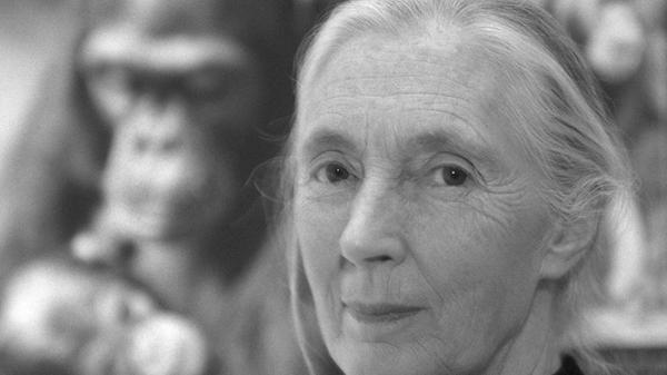 Die britische Schimpansen-Forscherin und Umwelt-Aktivistin Jane Goodall starb am 01.10.2025 im Alter von 91 Jahren. Mit ihren jahrzehntelangen Beobachtungen von Menschenaffen im afrikanischen Dschungel setzte sie neue Standards für die Primatenforschung.
