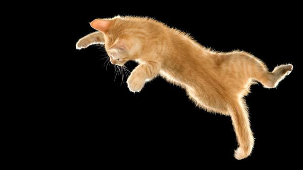 Cat - European ginger tabby shorthair falling PUBL