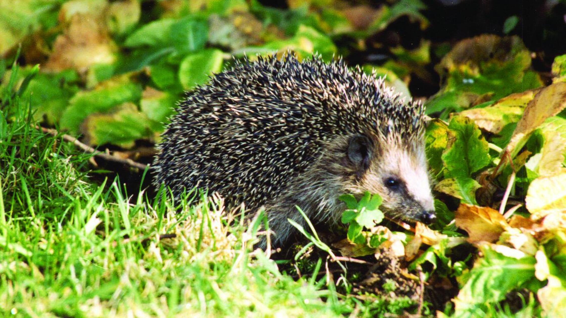 Igel auf Nahrungssuche / Weiterer Text über ots un