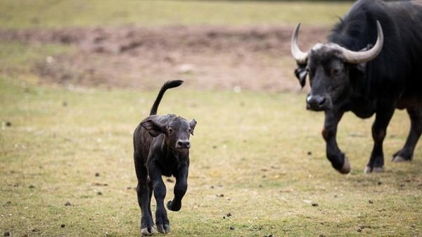 15.03.2025 --- Tiergarten --- Tiergartenbesuch ---