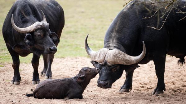 15.03.2025 --- Tiergarten --- Tiergartenbesuch ---