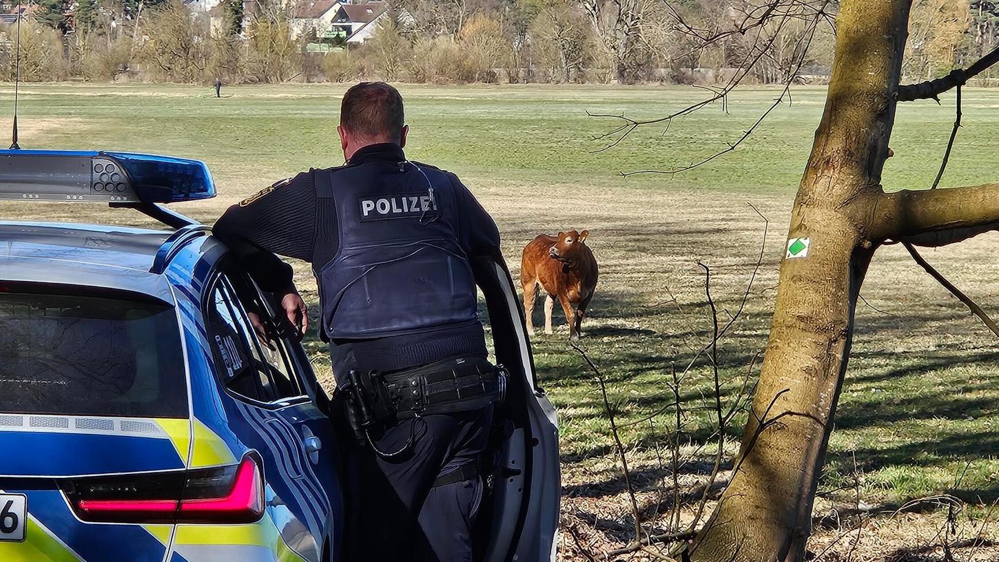 Nachdem das Tier seinen Verfolgern mehrfach entwischt war, wurde es schließlich im Talgrund bei Unterfarrnbach erschossen. Nachdem das Tier seinen Verfolgern mehrfach entwischt war, wurde es schließlich im Talgrund bei Unterfarrnbach erschossen.