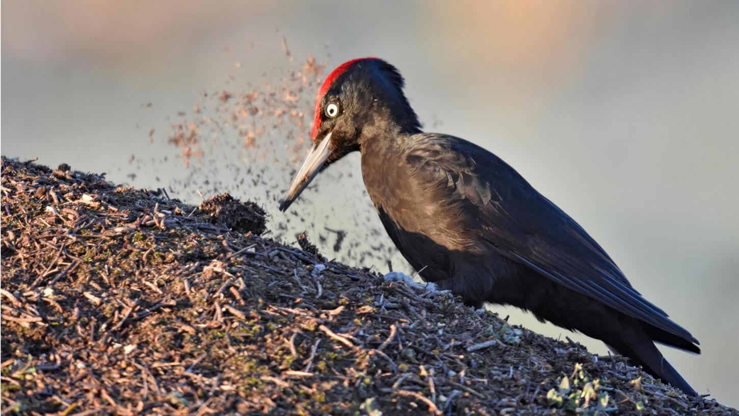 Eine Vogelart des Waldes, die laut Monitoring einen sehr positiven Bestandstrend zeigt, ist der Schwarzspecht. Eine Vogelart des Waldes, die laut Monitoring einen sehr positiven Bestandstrend zeigt, ist der Schwarzspecht.
