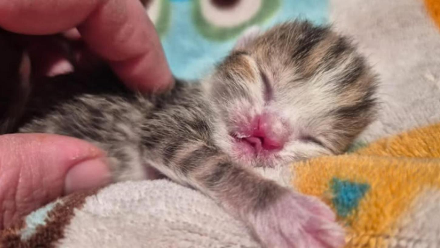 Das Katzenjunge muss durch eine Pflegerin des Tierheims gefüttert und versorgt werden. Das Katzenjunge muss durch eine Pflegerin des Tierheims gefüttert und versorgt werden.