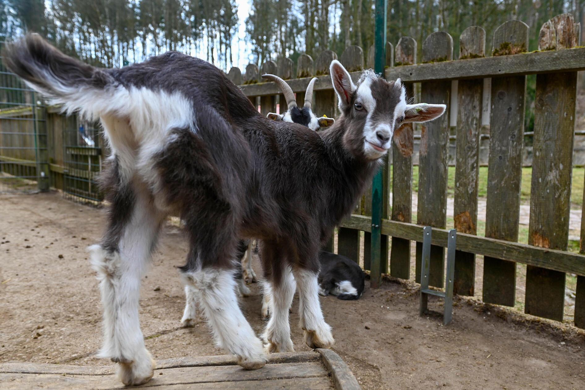 20250324_WildparkHundshaupten_7552