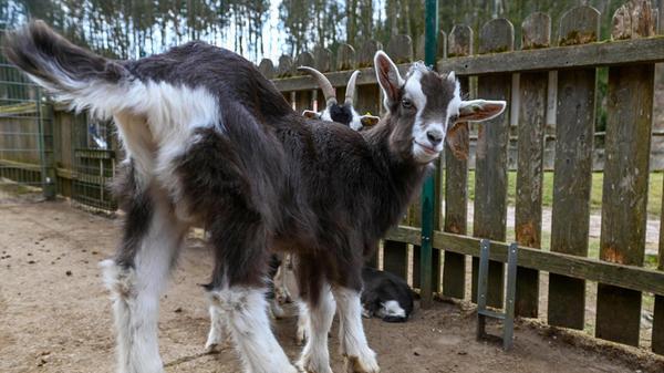 20250324_WildparkHundshaupten_7552