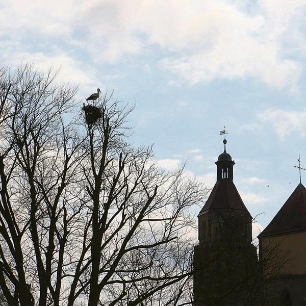 Storch _cmyk