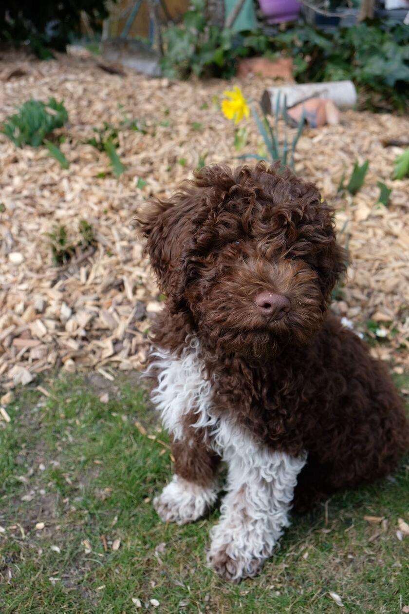 Der kleine Ari ist gerade mal 13 Wochen alt, kann aber schon fürs Foto posieren wie ein Großer. Der italienische Wasserhund tollt durch Laubenzedel.