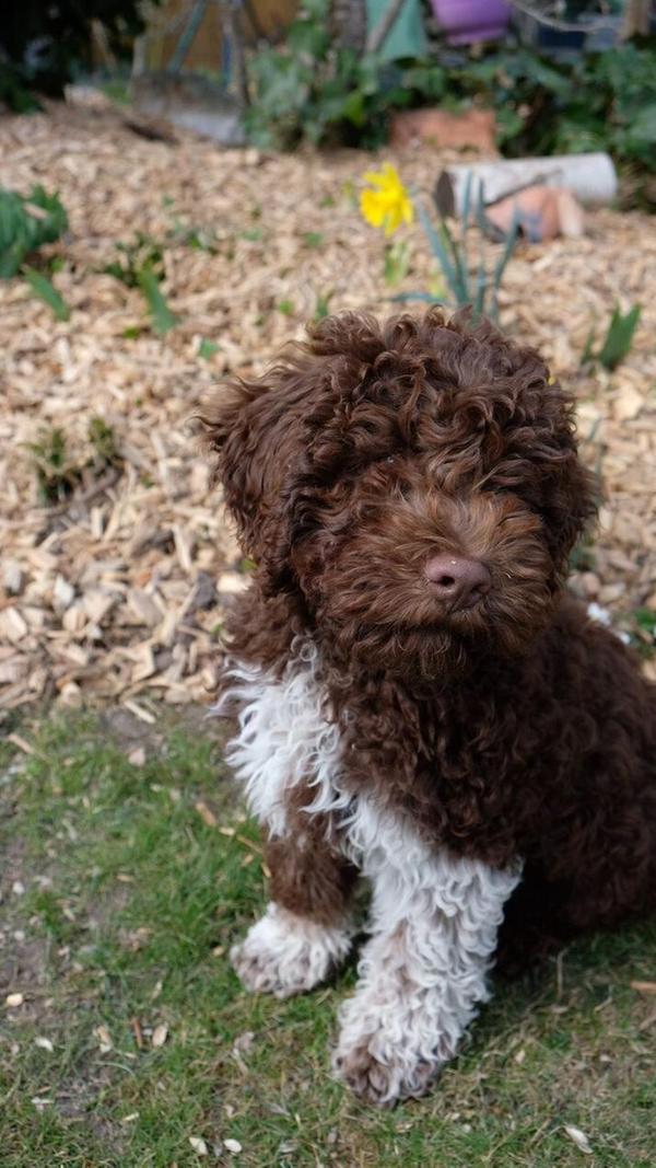 Der kleine Ari ist gerade mal 13 Wochen alt, kann aber schon fürs Foto posieren wie ein Großer. Der italienische Wasserhund tollt durch Laubenzedel.