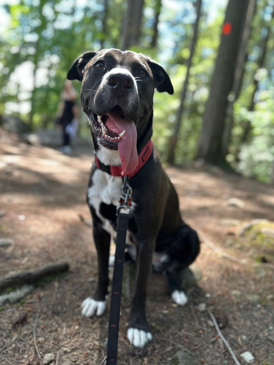 Ruby ist ein Labradormix und fast drei Jahre alt. Ihre Vorlieben sind Kuscheln, durch die Wälder rennen und ihre besten Freunde sehen, Menschen wie Hunde. Im Sommer geht sie am liebsten in jedes Gewässer. Gewohnheiten sind morgens ins Bett kriechen, um eine Stunde vorm Aufstehen zu kuscheln. Sie ist für jeden Spaß zu haben, kann gemütlich daheim sein oder mit dem Auto raus in die Natur. Sie ist immer happy, neue Tricks zu lernen, vor allem, wenn es reichlich Leckerlis zur Belohnung gibt. Ihr Lieblingsessen: Käse.