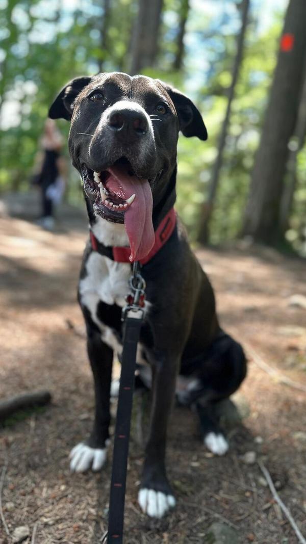 Ruby ist ein Labradormix und fast drei Jahre alt. Ihre Vorlieben sind Kuscheln, durch die Wälder rennen und ihre besten Freunde sehen, Menschen wie Hunde. Im Sommer geht sie am liebsten in jedes Gewässer. Gewohnheiten sind morgens ins Bett kriechen, um eine Stunde vorm Aufstehen zu kuscheln. Sie ist für jeden Spaß zu haben, kann gemütlich daheim sein oder mit dem Auto raus in die Natur. Sie ist immer happy, neue Tricks zu lernen, vor allem, wenn es reichlich Leckerlis zur Belohnung gibt. Ihr Lieblingsessen: Käse.