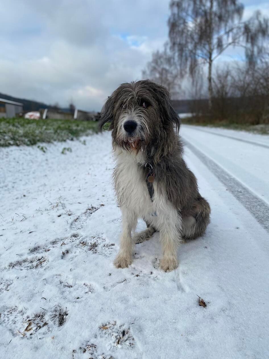 Hündin Grace ist aus Rumänien und hat vor vielen Dingen Angst, erzählt ihr Treuchtlinger Frauchen: "Sie ist sehr tollpatschig und liebt es sich zu wälzen." Glücklicherweise hat ihr Frauchen mit ihr das Baden geübt (sie hatte große Angst davor).