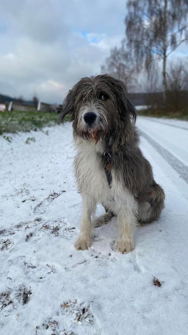 Hündin Grace ist aus Rumänien und hat vor vielen Dingen Angst, erzählt ihr Treuchtlinger Frauchen: "Sie ist sehr tollpatschig und liebt es sich zu wälzen." Glücklicherweise hat ihr Frauchen mit ihr das Baden geübt (sie hatte große Angst davor).