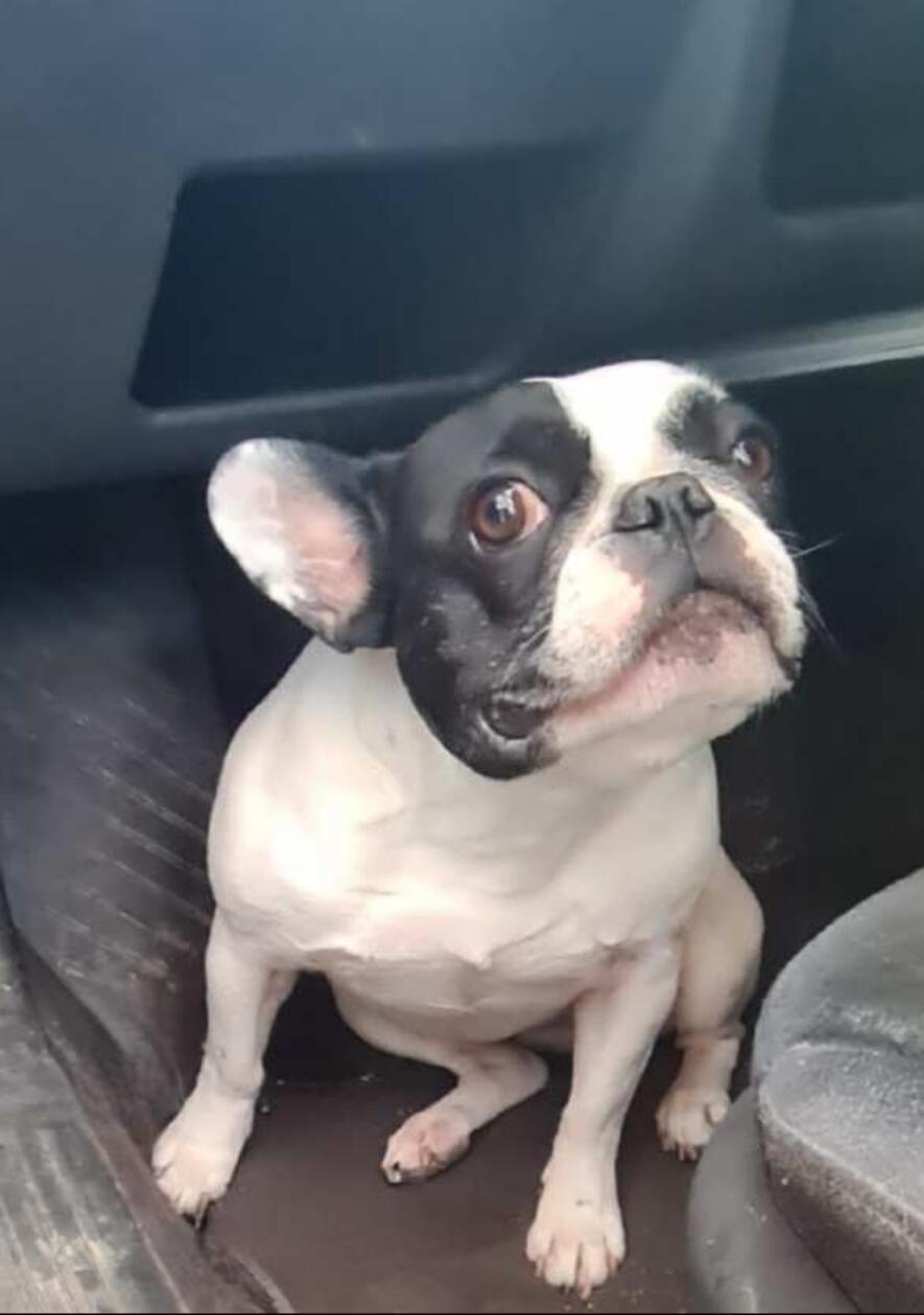 Die kleine Daisy schaut noch etwas skeptisch, aber sie macht auf jeden Fall eine gute Figur für ihr Treuchtlinger Frauchen!