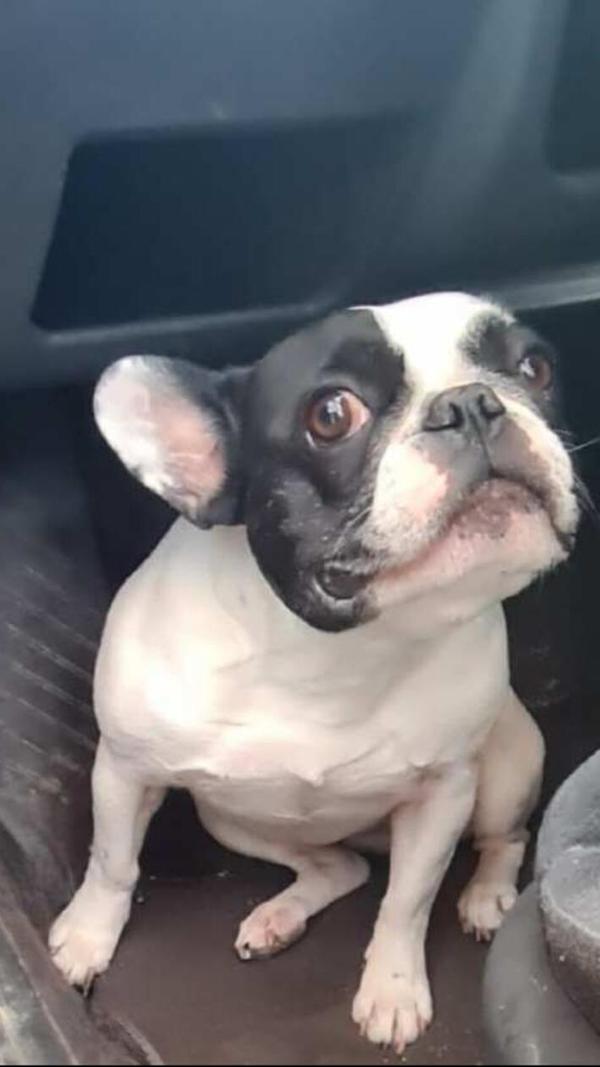 Die kleine Daisy schaut noch etwas skeptisch, aber sie macht auf jeden Fall eine gute Figur für ihr Treuchtlinger Frauchen!