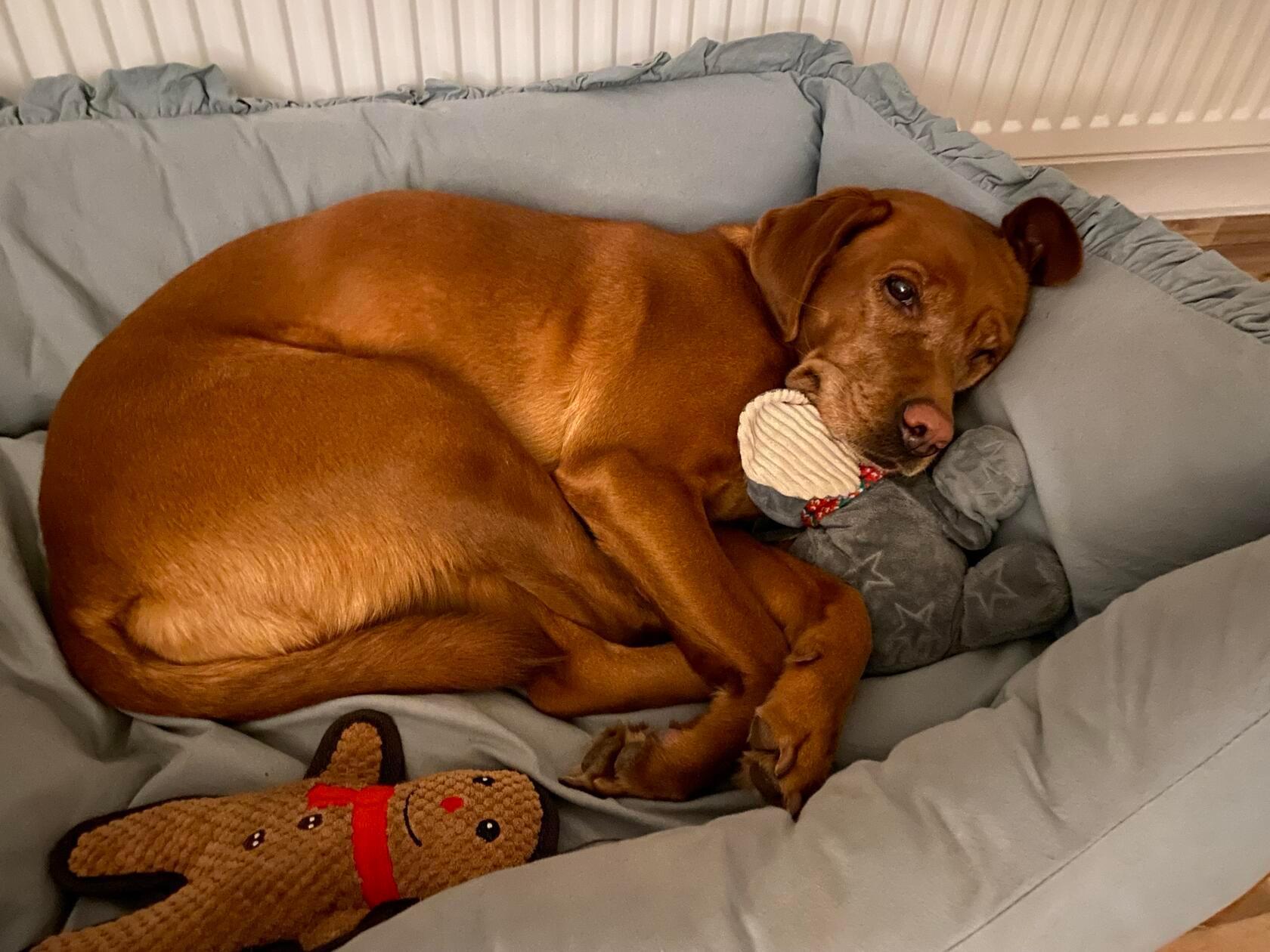 Die Labradorhündin „Nala“ verdankt ihren Namen dem Ex-Freund des Frauchens, der ein großer „König der Löwen“ Fan ist. Sie ist so ein lieber und verschmuster Hund und der perfekte Staubsauger, falls den Kindern mal was herunterfällt, lobt das Frauchen aus Sankt Veit.