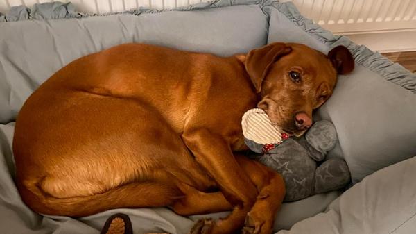 Die Labradorhündin „Nala“ verdankt ihren Namen dem Ex-Freund des Frauchens, der ein großer „König der Löwen“ Fan ist. Sie ist so ein lieber und verschmuster Hund und der perfekte Staubsauger, falls den Kindern mal was herunterfällt, lobt das Frauchen aus Sankt Veit.