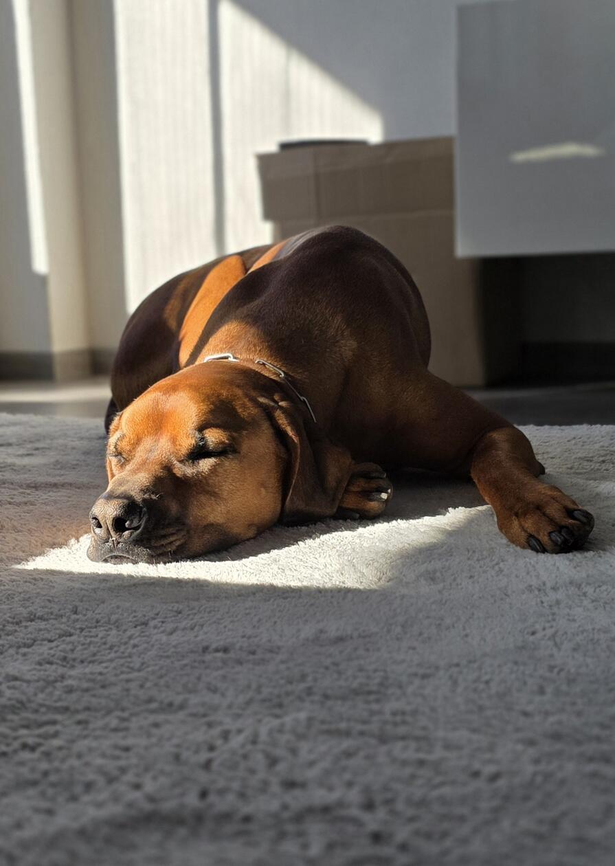 "Den süßesten Hund haben natürlich wir!", ist das Frauchen von Cooper überzeugt. Er ist fast vier Jahre alt.