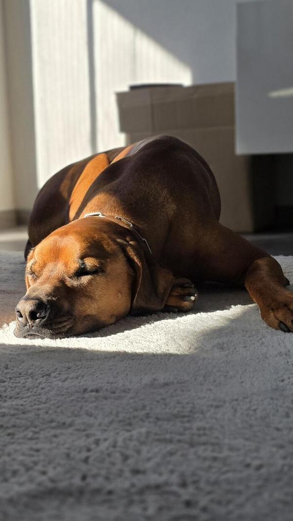 "Den süßesten Hund haben natürlich wir!", ist das Frauchen von Cooper überzeugt. Er ist fast vier Jahre alt.