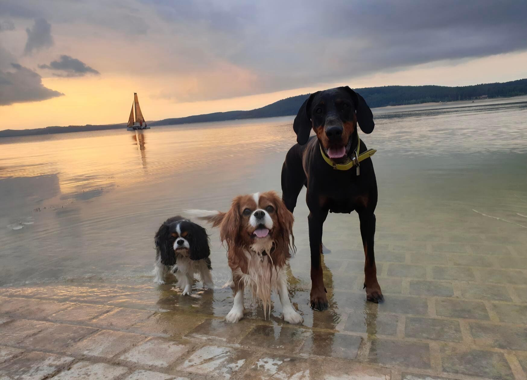 Pina, Kate und Nalani: Die drei Mädels lieben Wasser, erzählt uns Frauchen Michaela Zollnhofer.