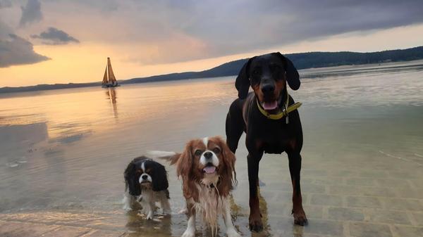 Pina, Kate und Nalani: Die drei Mädels lieben Wasser, erzählt uns Frauchen Michaela Zollnhofer.